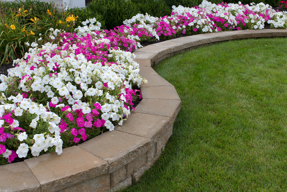 Curved stone block garden retaining wall edging a flower bed of white and pink petunias